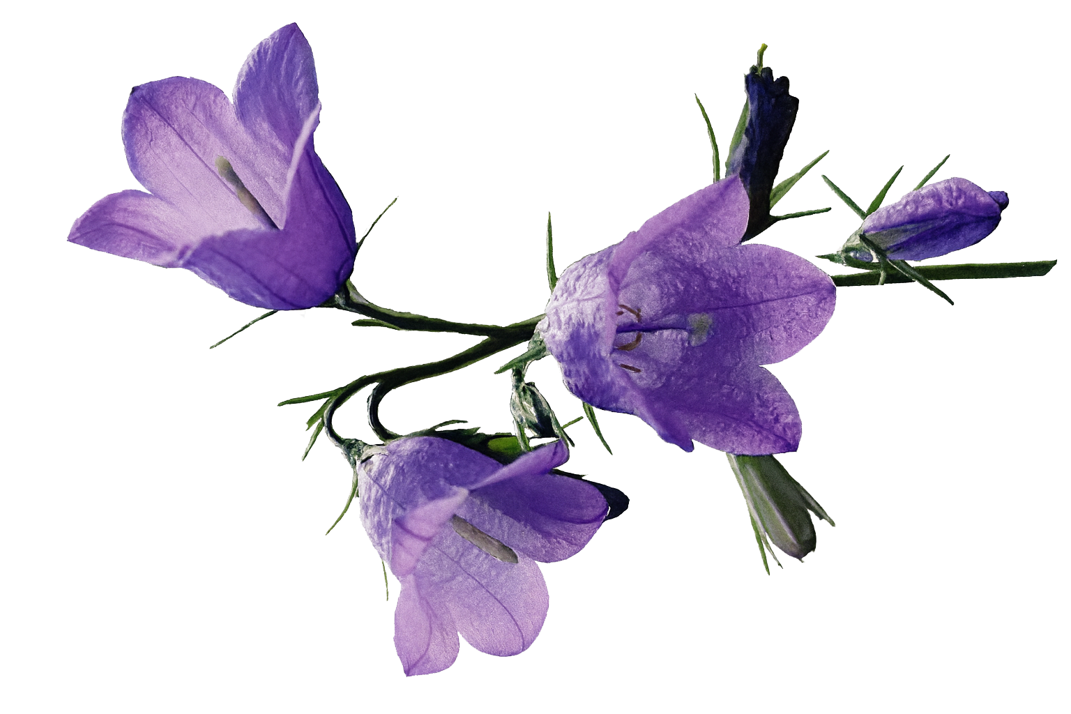 Harebells